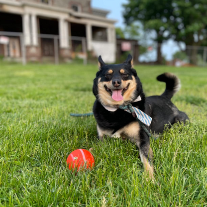 🎄 Christmas Flash Sale -50% off - Pet Bounce Ball